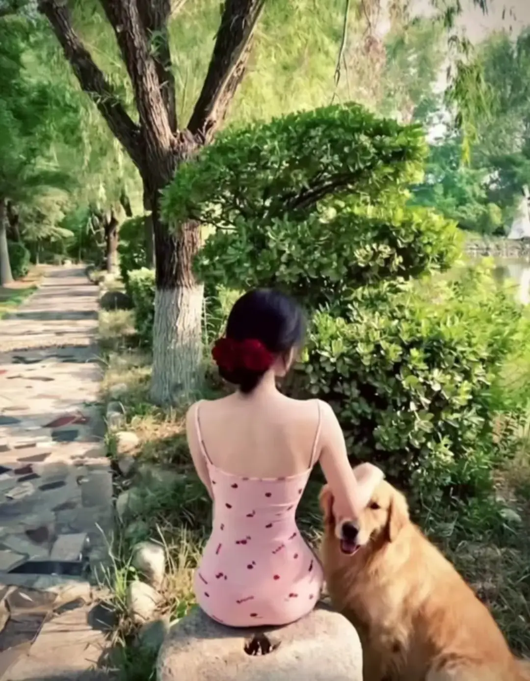香香公主,金毛爱犬,跨物种深情,暖心羁绊,情感形态相关资源图片